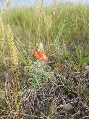 Sphaeralcea coccinea coccinea