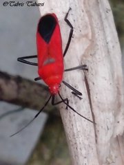 Pentatomomorpha
