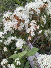Rhododendron columbianum
