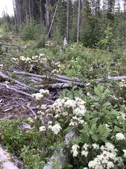 Rhododendron columbianum