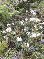 Rhododendron columbianum