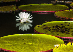 Victoria amazonica