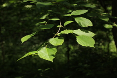 Ulmus