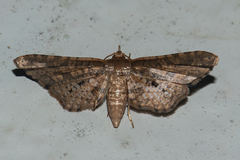 Picrostomastis inductalis