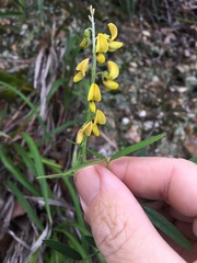 Crotalaria lanceolata lanceolata