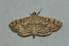 Haritalodes derogata