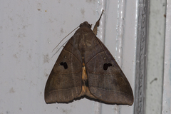 Thyas coronata