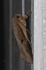 Thyas coronata