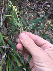 Crotalaria lanceolata lanceolata