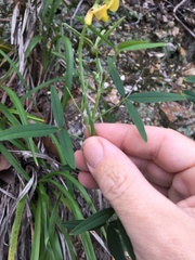Crotalaria lanceolata lanceolata