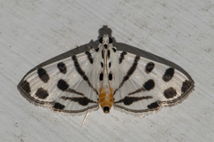 Pycnarmon jaguaralis