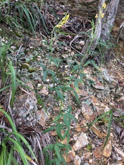 Crotalaria lanceolata lanceolata