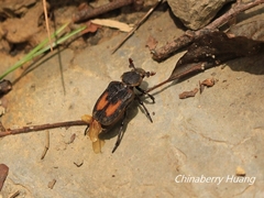 Clinterocera nigra