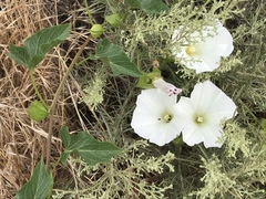Calystegia macrostegia macrostegia