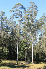 Eucalyptus grandis