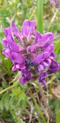 Oxytropis erecta