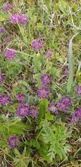 Oxytropis erecta