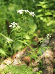 Anthriscus sylvestris