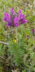 Oxytropis erecta