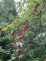 Sambucus racemosa