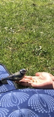 Cyanistes caeruleus