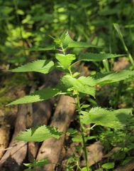 Urtica dioica