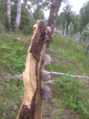 Deconica horizontalis