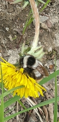 Bombus sichelii