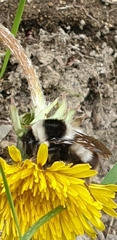 Bombus sichelii