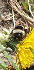 Bombus sichelii