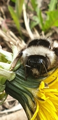 Bombus sichelii