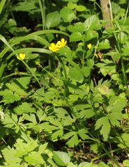 Ranunculus repens