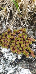 Saxifraga bronchialis funstonii