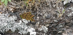 Saxifraga bronchialis funstonii