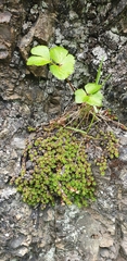 Saxifraga bronchialis funstonii
