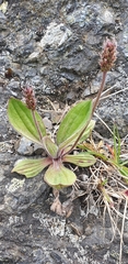 Plantago camtschatica
