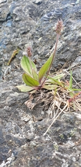 Plantago camtschatica