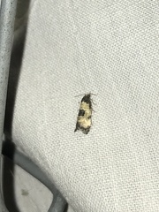 Neocochylis dubitana