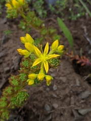 Sedum stenopetalum