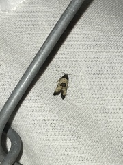 Neocochylis dubitana