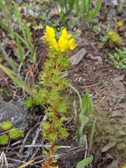 Sedum stenopetalum