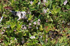 Lysimachia tenella