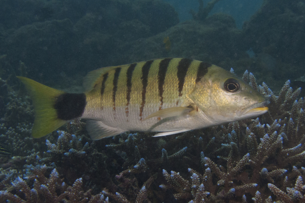 Black-Banded Snapper
