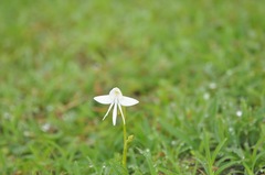 Habenaria grandifloriformis