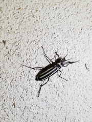 Epicauta atrivittata