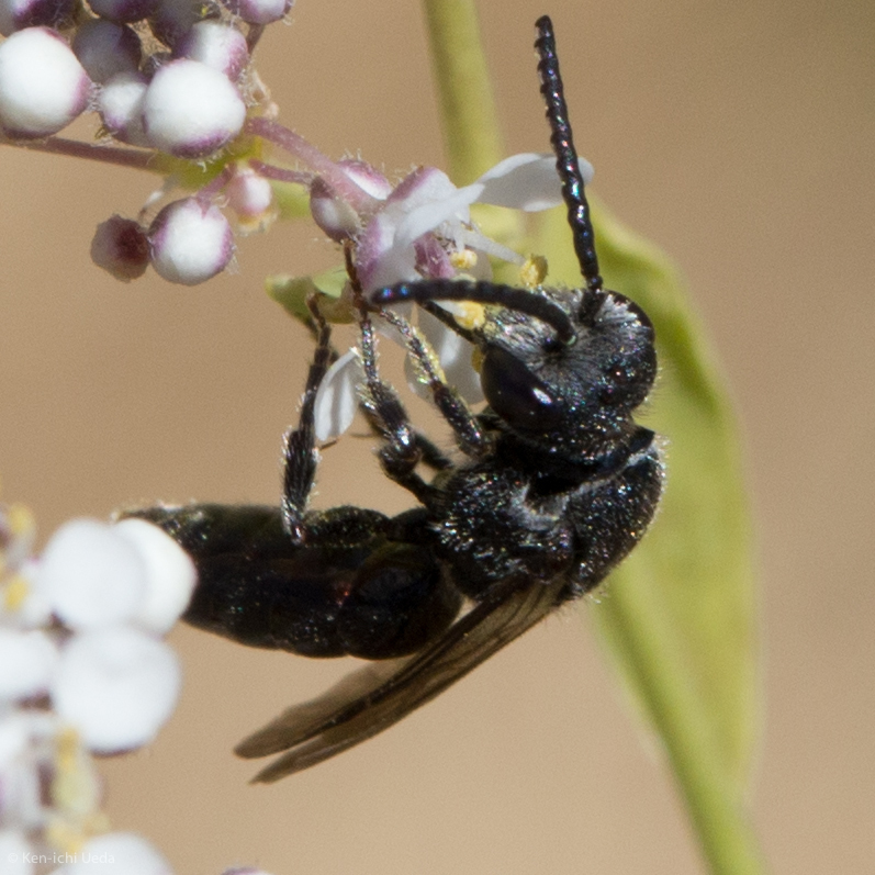 Sphecodes arvensiformis