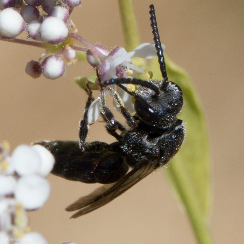 Sphecodes arvensiformis
