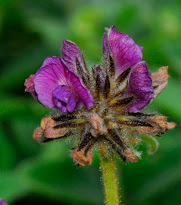 Flemingia nilgheriensis