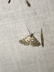 Elophila ekthlipsis