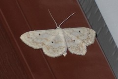 Idaea obfusaria